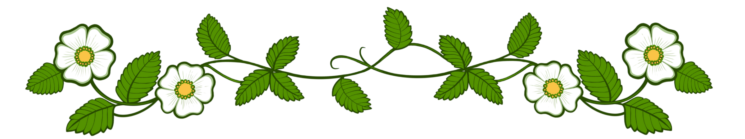 Decorative element with white flowers and green leaves on a white background